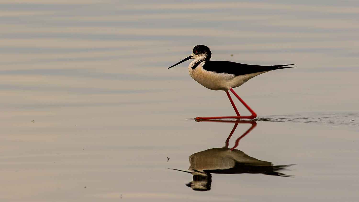 Black-winged Stilt